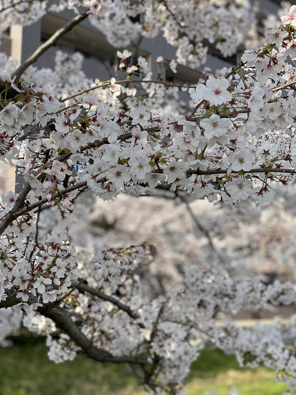 桜３