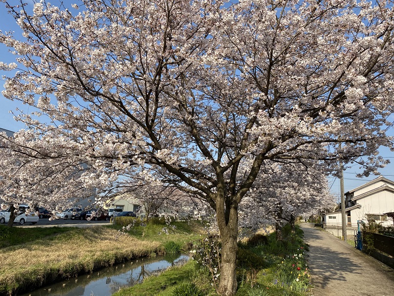 桜２